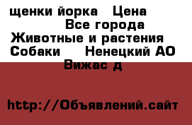 щенки йорка › Цена ­ 15 000 - Все города Животные и растения » Собаки   . Ненецкий АО,Вижас д.